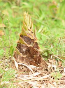 たけのこの種類は??