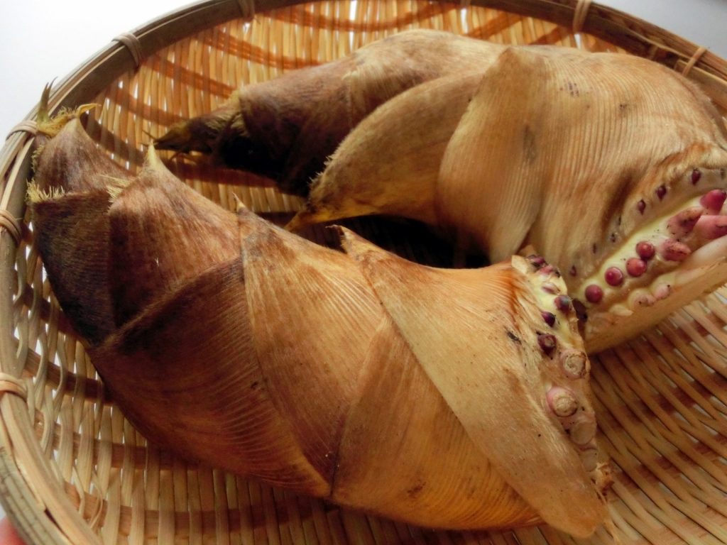 たけのこの旬はいつ?