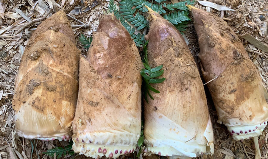 朝掘り「乙訓たけのこ」4kg